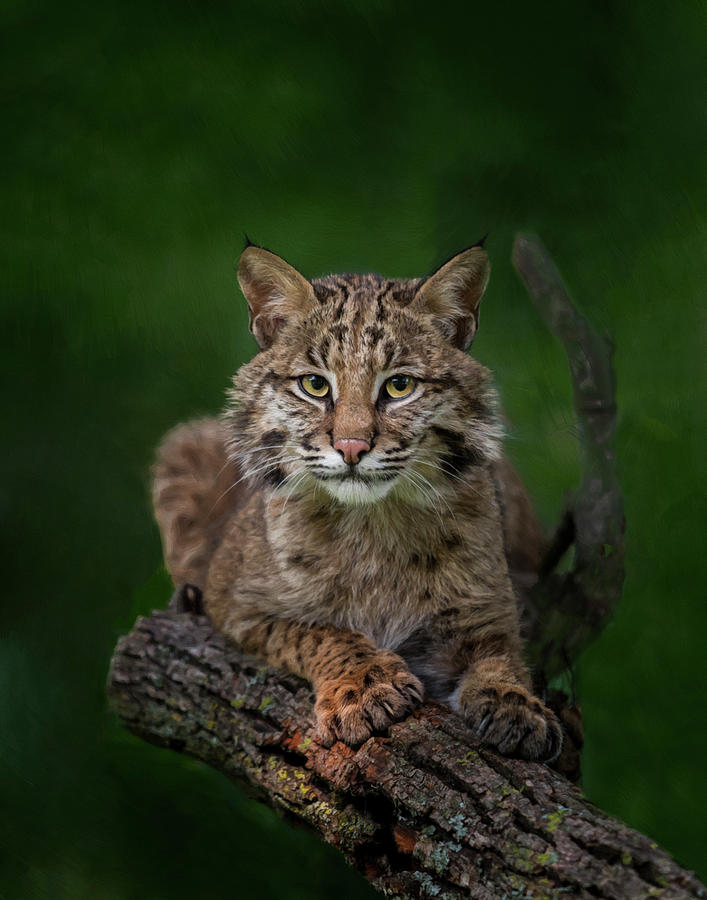 Bobcat Photograph - Bobcat Poses On Tree Branch 2 by Galloimages Online