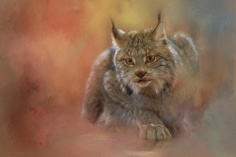 Bobcat Pounce Painting by Jeanette Mahoney
