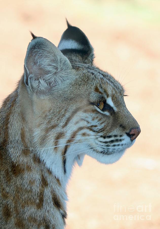 Bobcat Profile Photograph