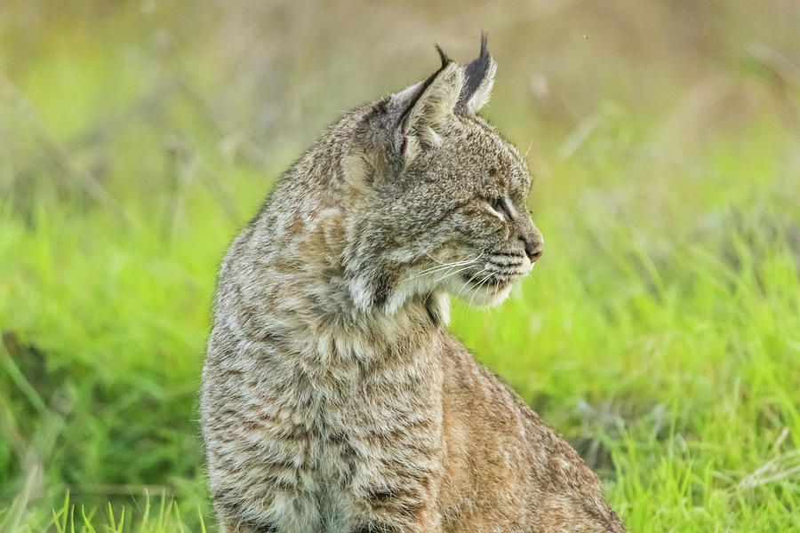 Bobcat Profile Photograph by Marc Crumpler