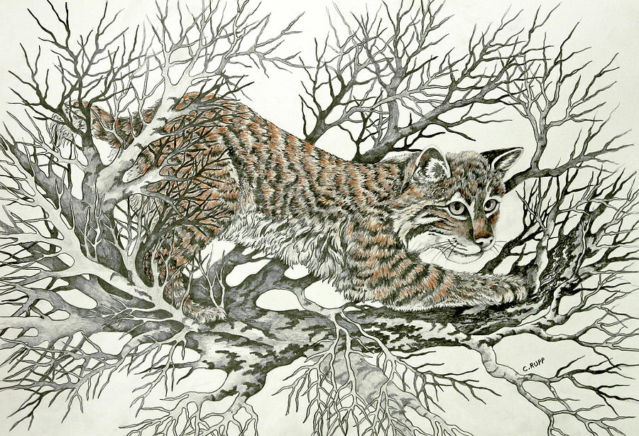 Cat Painting - Bobcat Prowl by Carol J Rupp