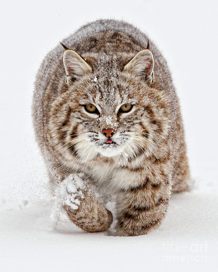 Wildlife Photograph - Bobcat Running Forward by Jerry Fornarotto