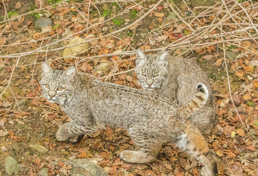 Bobcat Siblings Photograph by Marc Crumpler