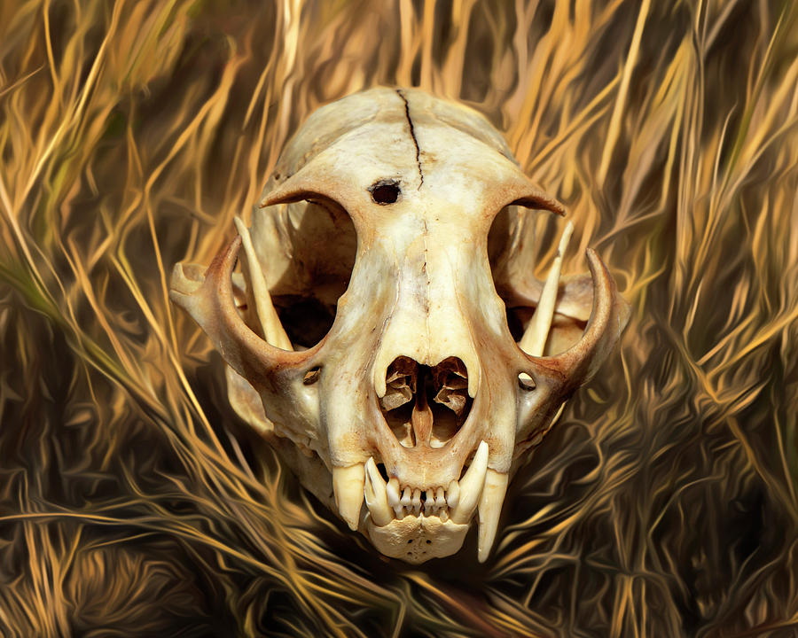 Bobcat skull 01 - FHSM 12749 Photograph by Rob Graham