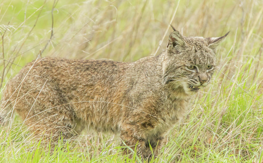 Bobcat Stalking a Long Tailed Weasel Photograph by Marc Crumpler