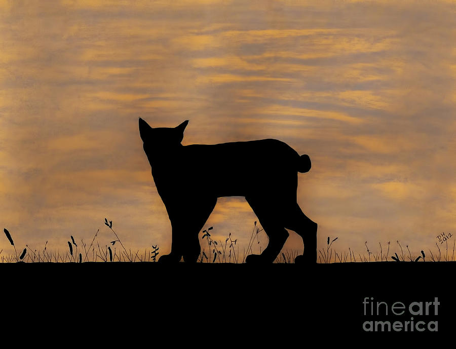 Bobcat - Sunset Drawing by D Hackett