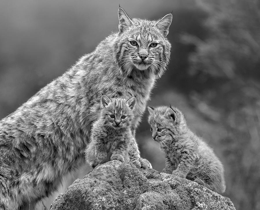 Bobcat With Kittens Photograph by Tim Fitzharris