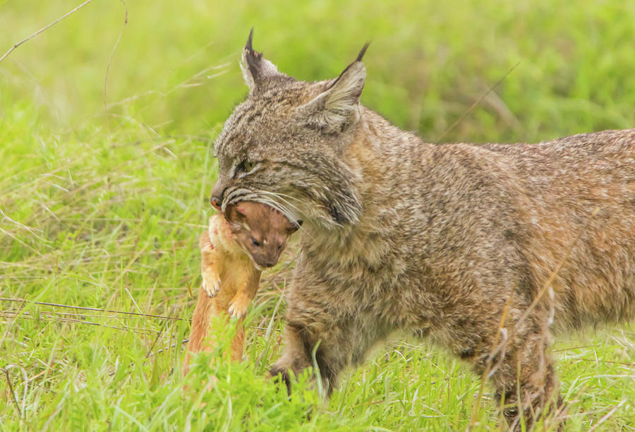 Bobcat With Long Tailed Weasel II Photograph by Marc Crumpler
