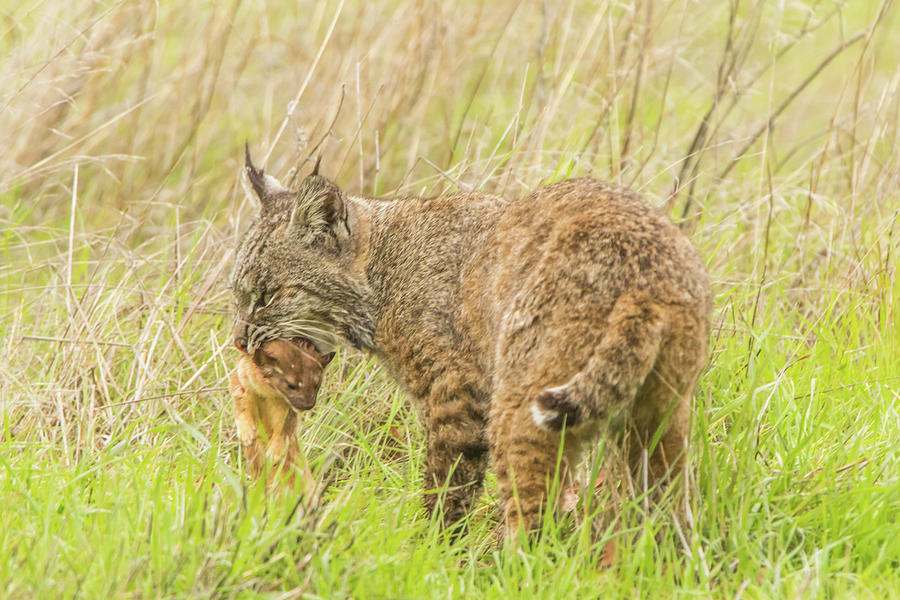 Bobcat With Long Tailed Weasel Photograph by Marc Crumpler