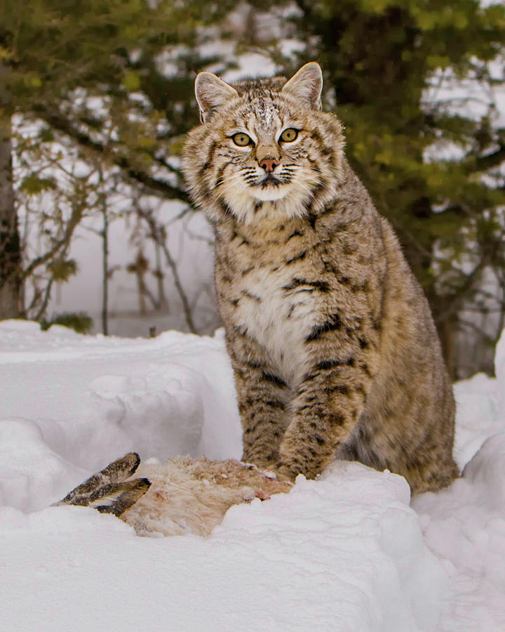 Bobcat with Rabbit 4x5 Photograph by Jerry Fornarotto