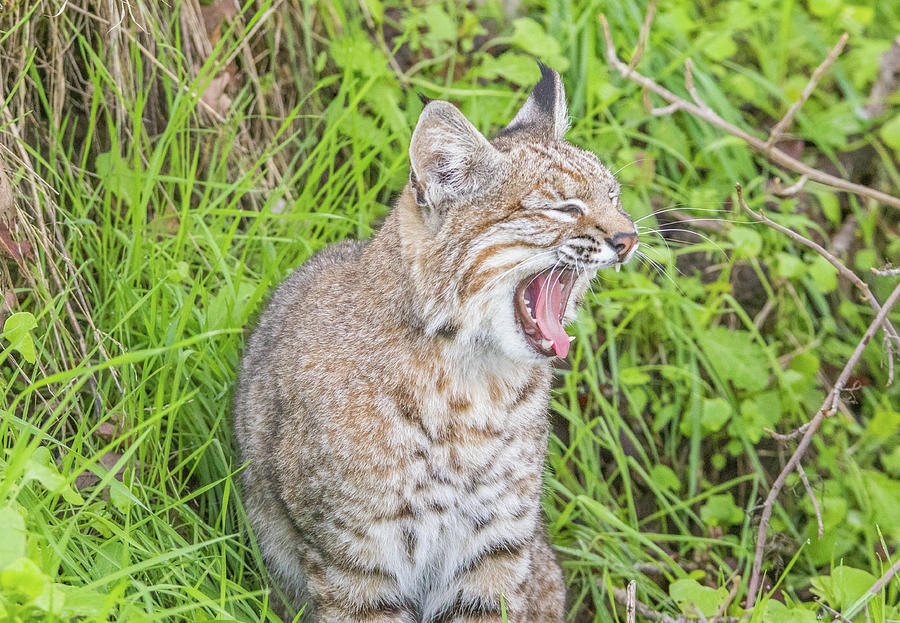 Bobcat Yawn II Photograph by Marc Crumpler