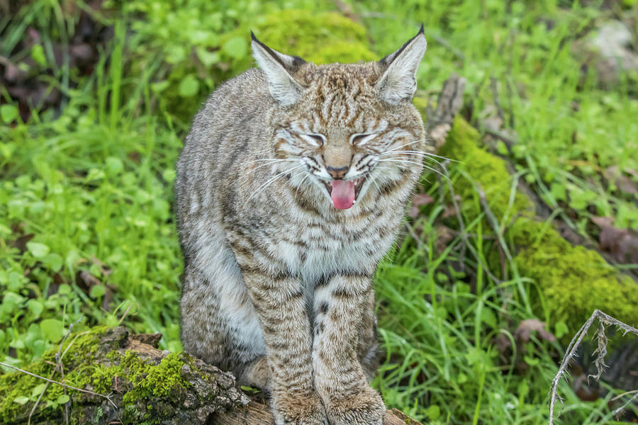 Bobcat Yawn Photograph by Marc Crumpler