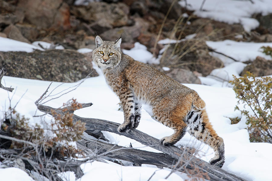 Bobcat, Yellowstone National Park, Wyoming, Usa Photograph by Nick