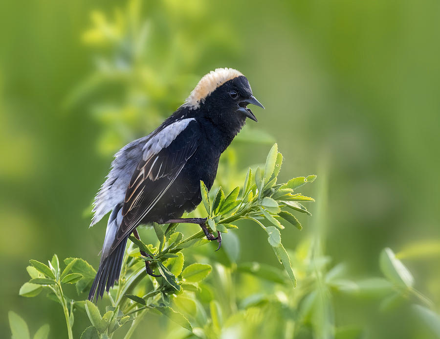 Bobolink-1 Photograph by Edwin Luo
