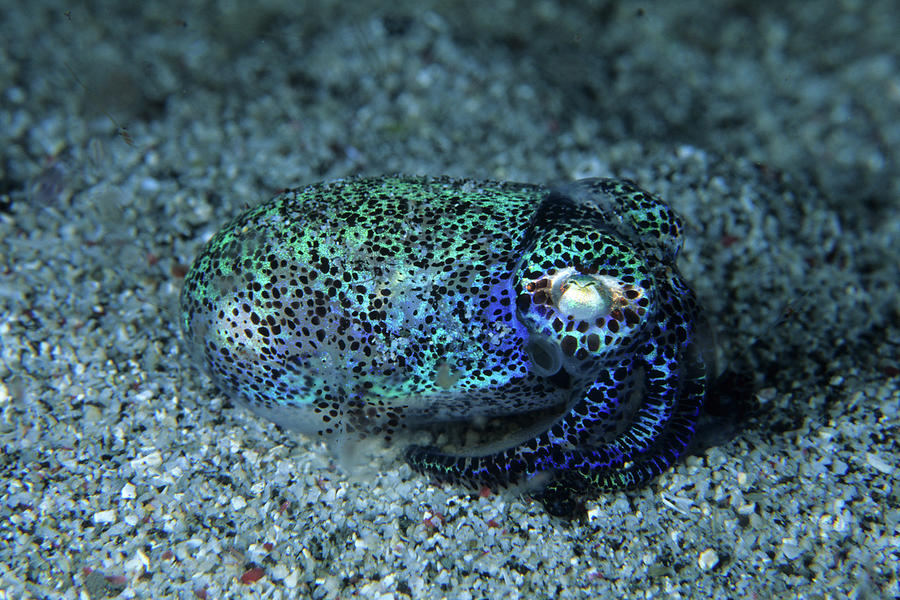 Bobtail Squid On The Seabed, Komodo National Park, Indonesia Photograph ...