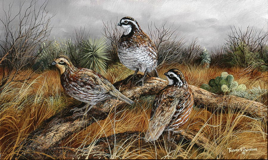 Wildlife Painting - Bobwhite Trio 2 by Trevor V. Swanson