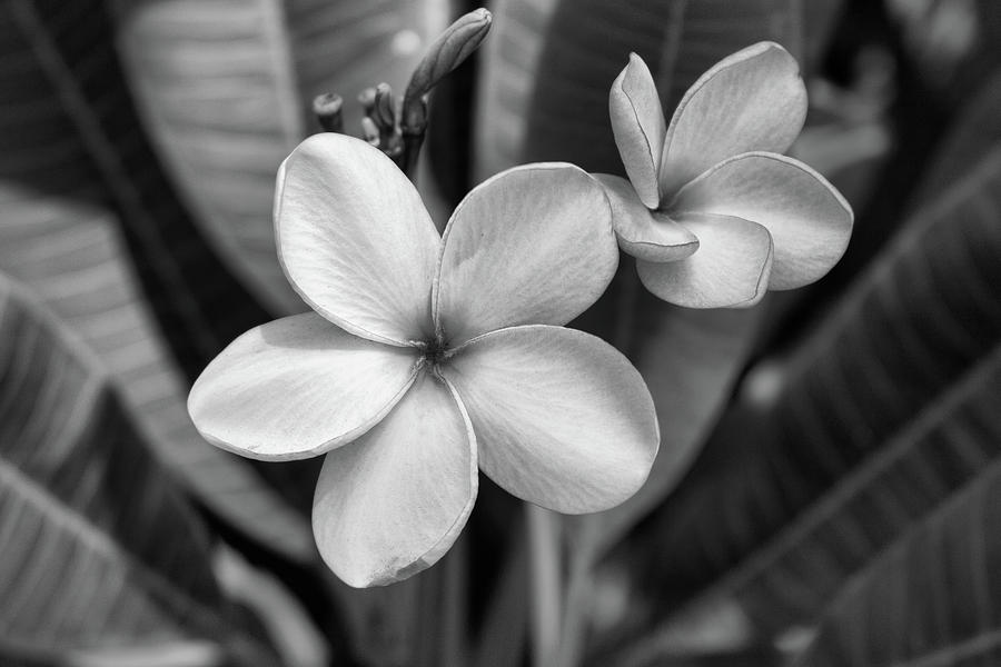 Boca Blossoms Photograph by Robert Wilder Jr