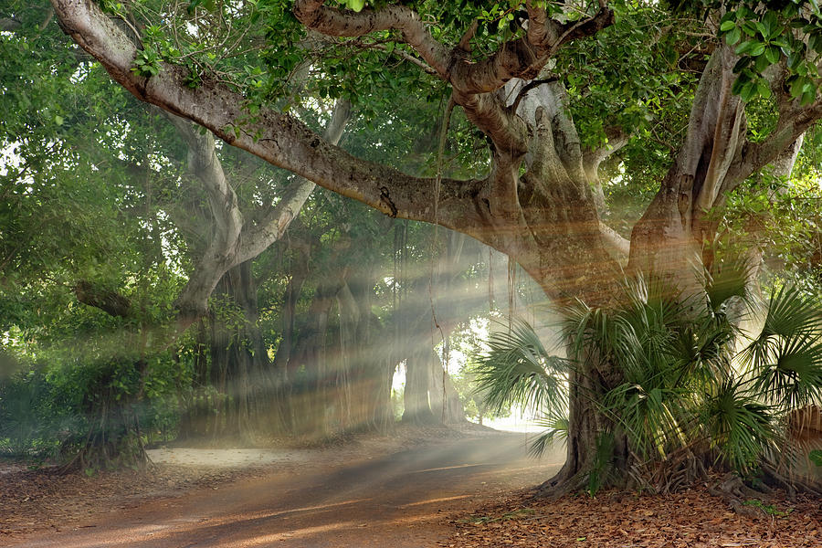 Tree Digital Art - Boca Grande Banyon Street 8-12 7800 by Mike Jones Photo