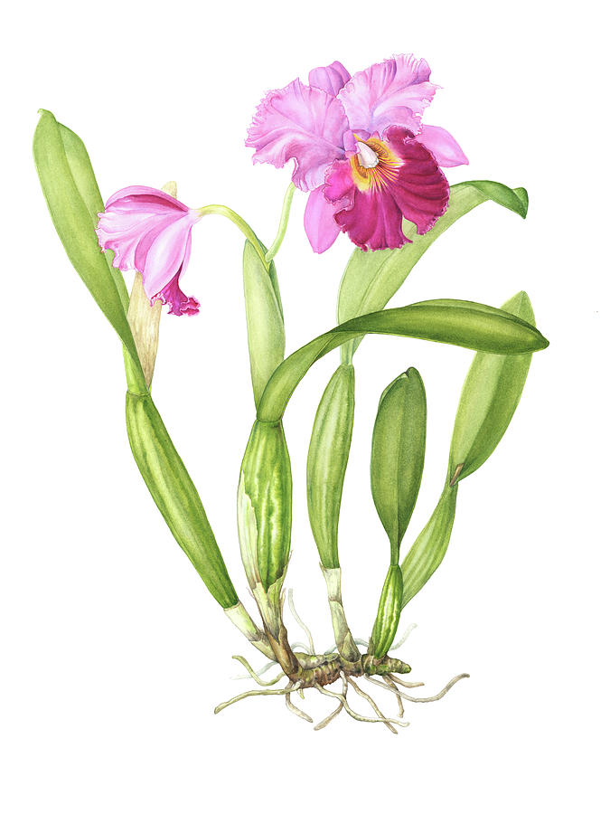 Orchid Painting - Bodacious Cattleya by Mindy Lighthipe- Artist Llc