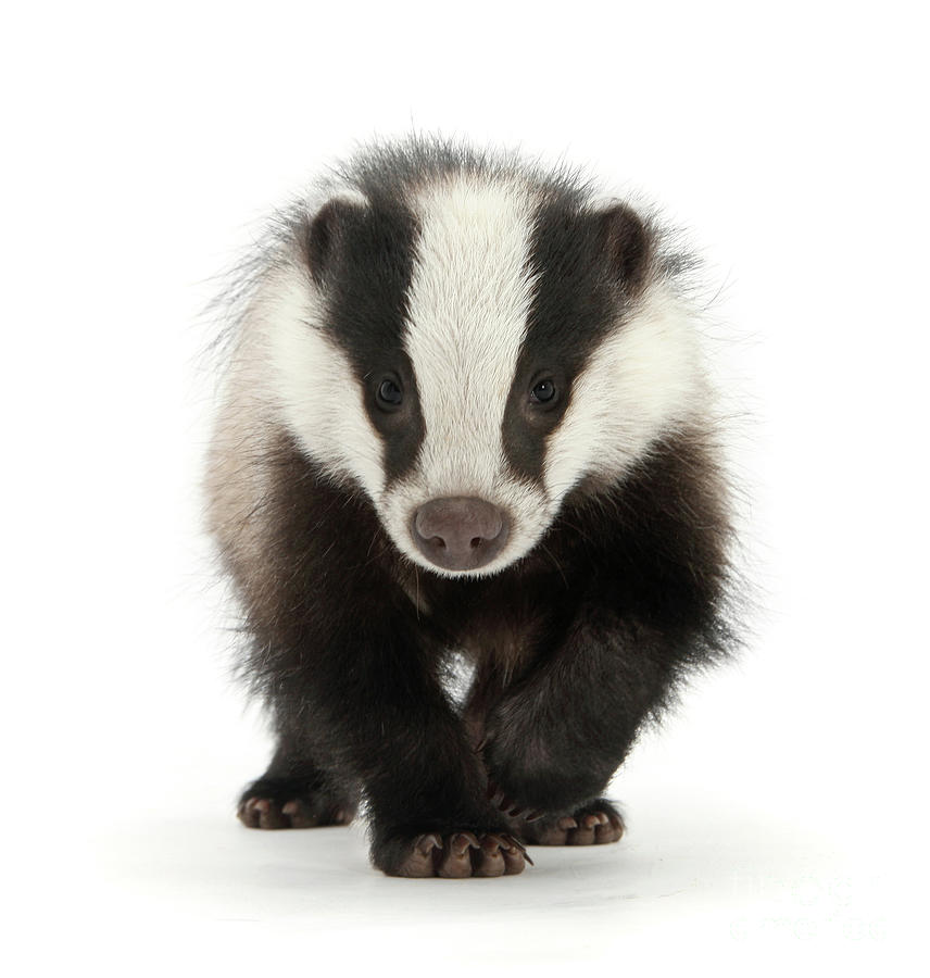 Bodger the Badger Photograph by Warren Photographic