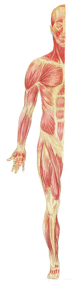Body Muscles Anatomy Study Anterior View Painting by Irina Sztukowski