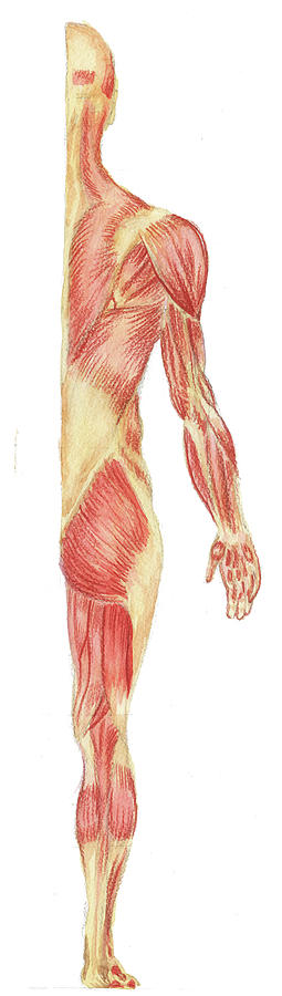 Body Muscles Anatomy Study Posterior View Painting
