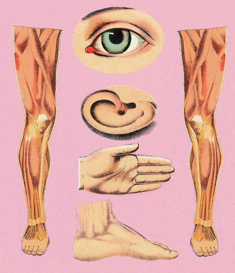 Vintage Drawing - Body Parts by CSA Images