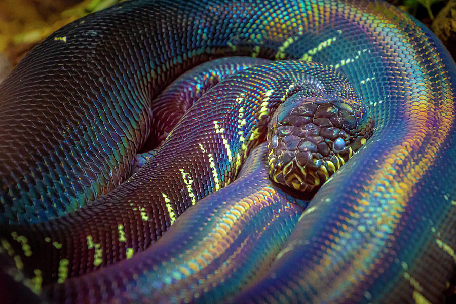 Boelens Python Photograph by Donald Pash