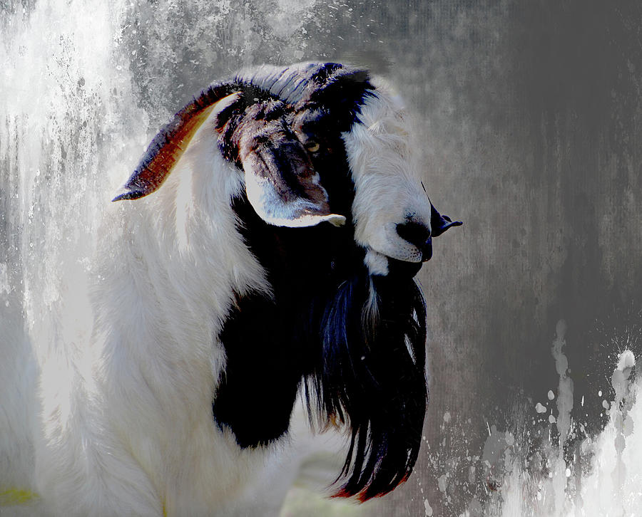 Boer Goat Digital Art by Linda Cox
