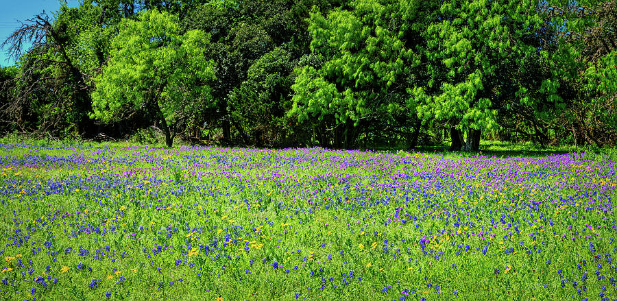 Boerne Wildflower Panorama Photograph by Lynn Bauer