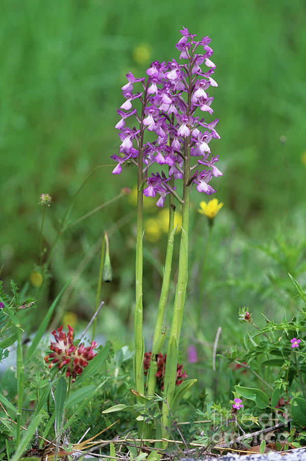 Bog Orchid (orchis Palustris) Photograph by Martyn F. Chillmaid/science ...