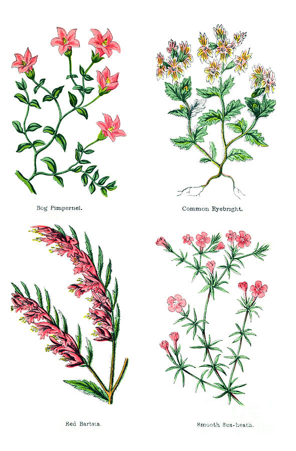 pimpernel plant