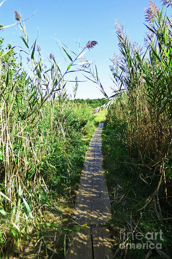 Bog Trail on Cape Cod 300 Photograph by Sharon Williams Eng
