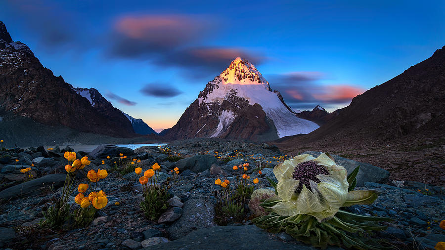 Bogda And Snow Lotus Photograph by Hua Zhu