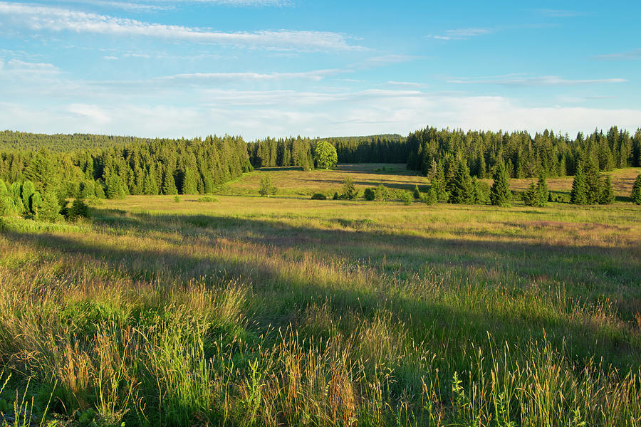 Bohemian Forest. Photograph By Vaclav Mach 