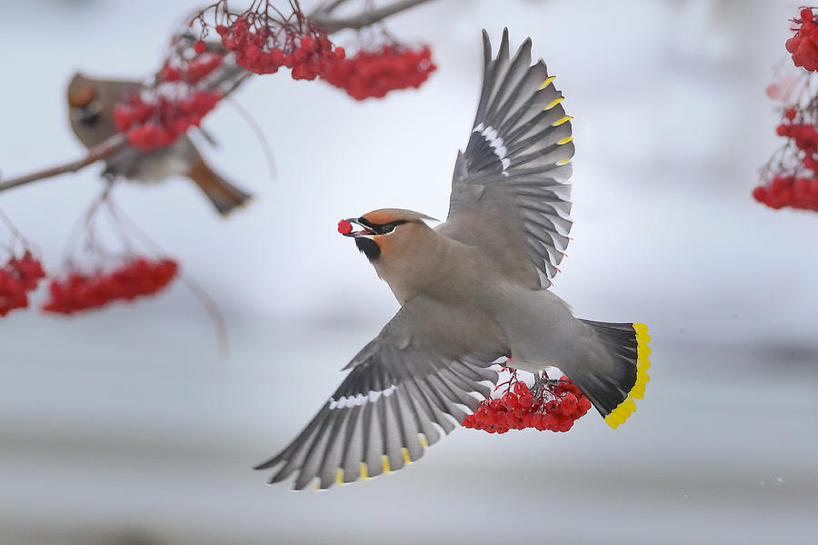 Wildlife Photograph - Bohemian Waxwings by Peter Stahl