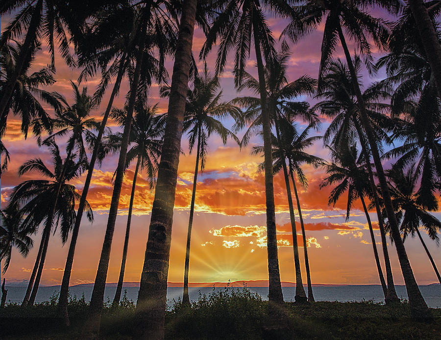 Bohol Palm Sunset Photograph by Tim Fitzharris