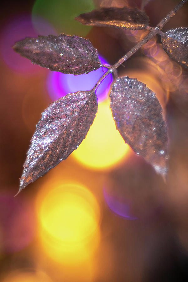Bokeh Leaf Photograph by Brian Hale