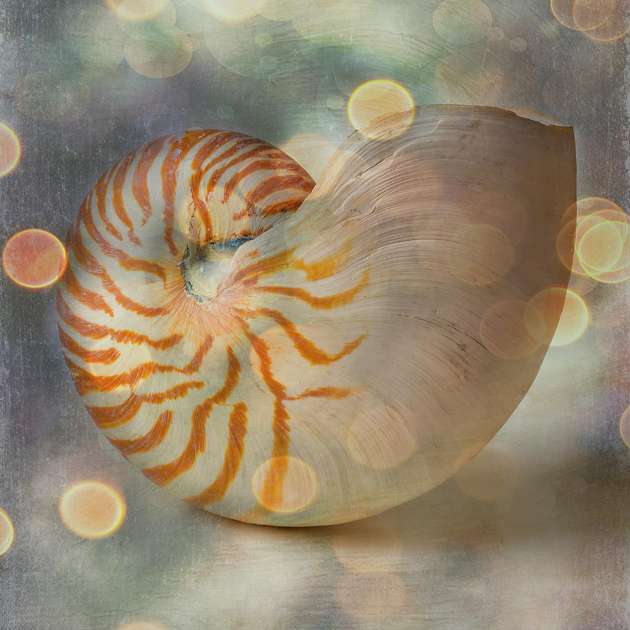 Bokeh Nautilus Shell Photograph by Garry Gay