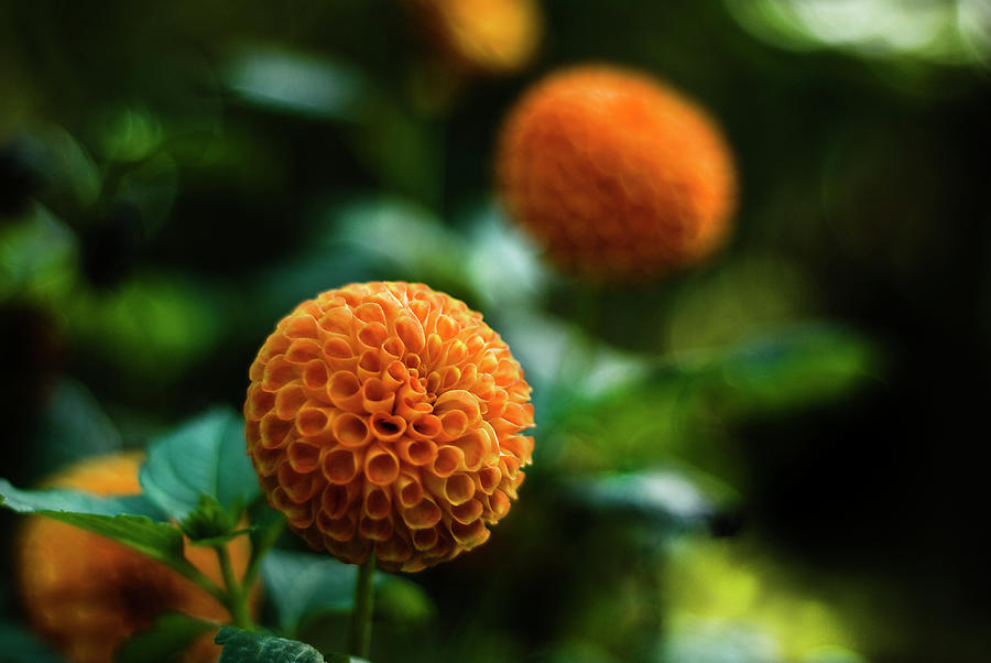 Bokeh Of Flower Ball In Botanic Garden Photograph by Miguel Sanz