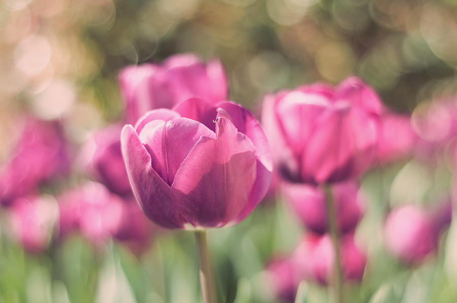 Bokeh Of Pink Tulips In Botanic Garden Photograph by Miguel Sanz