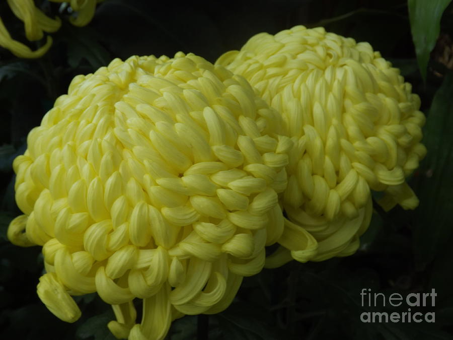 Bola De Oro Chrysanthemum Photograph by Lingfai Leung