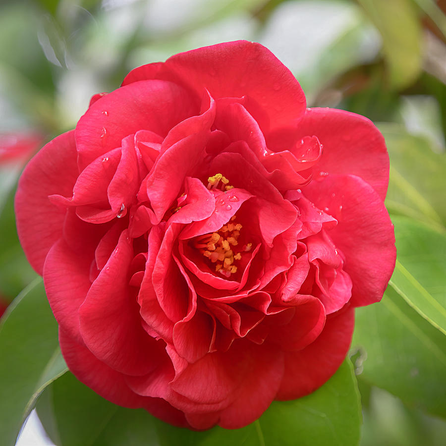 Bold and Beautiful Red Japanese Camelia Photograph by Teresa Wilson