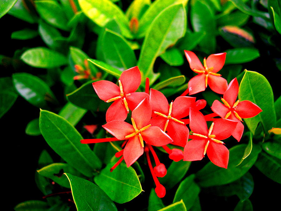 Hedge Plant Photograph - Bold, Bright and lacking just a little by Anaya Min