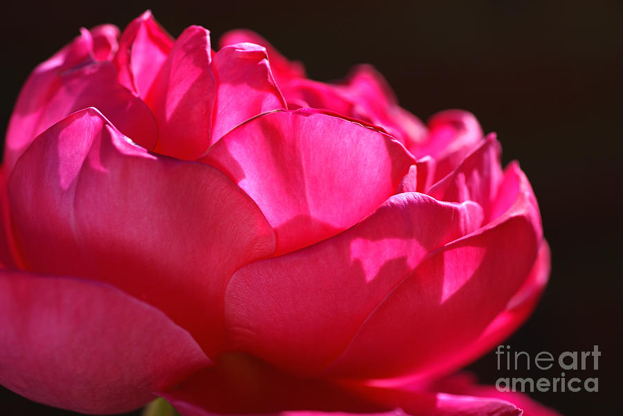 Bold Bright Pink Rose Photograph by Joy Watson