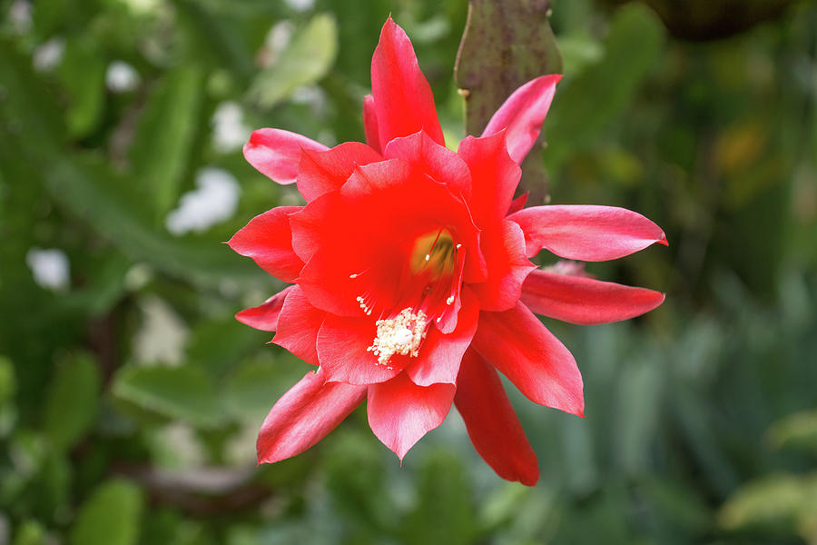 Bold Christmas Beauty - Orchid Cactus Bloom in Luscious Red Photograph by Georgia Mizuleva