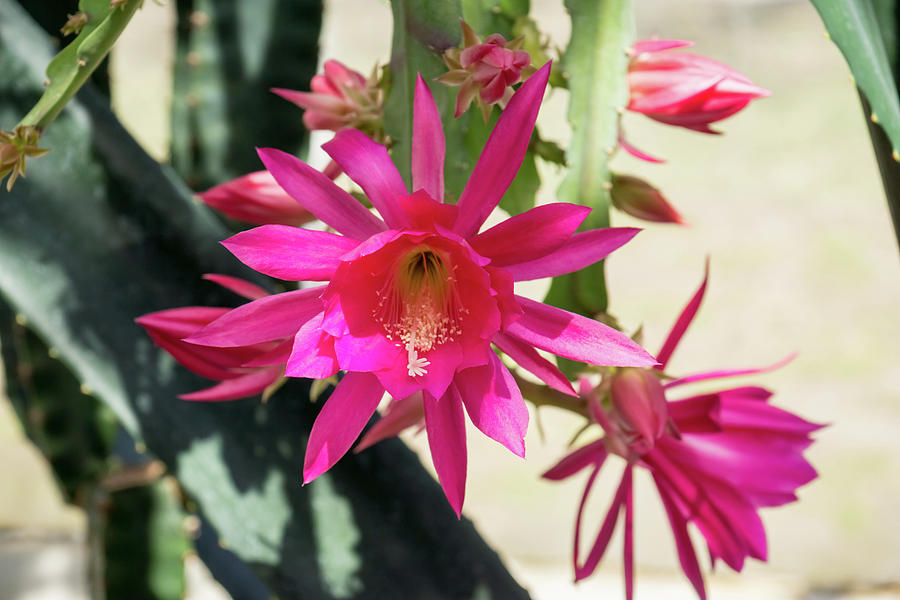 Bold Christmas Beauty - Orchid Cactus Blooms in Juicy Pink Photograph by Georgia Mizuleva