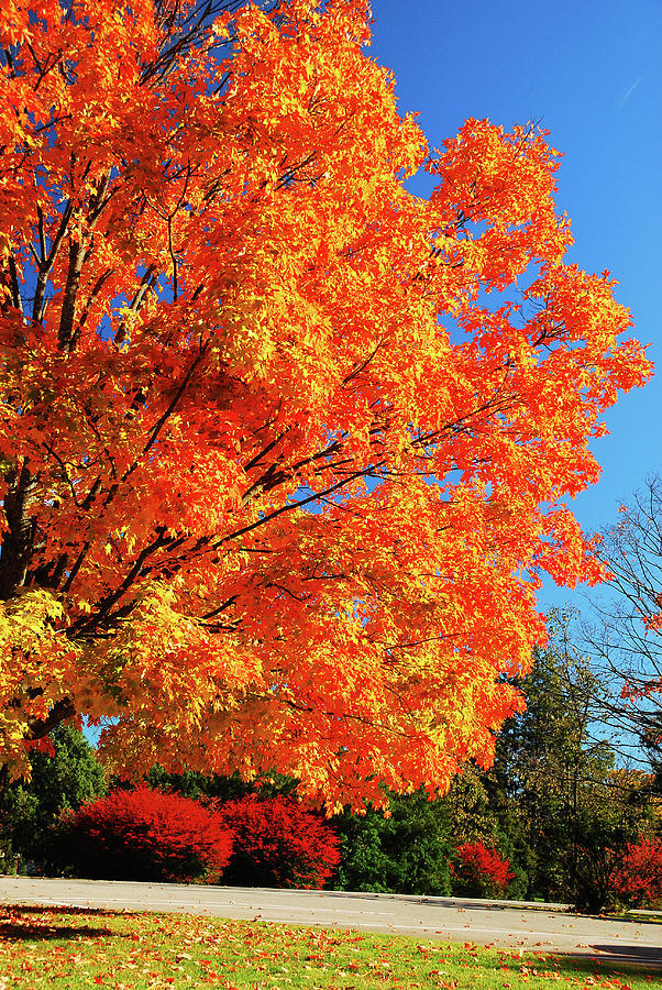 Bold Colors of Autumn Photograph by James Kirkikis - Fine Art America