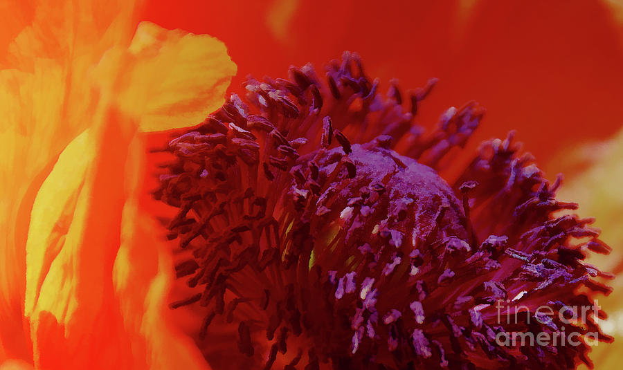 Bold Poppy   digital painting  Photograph by Elaine Manley