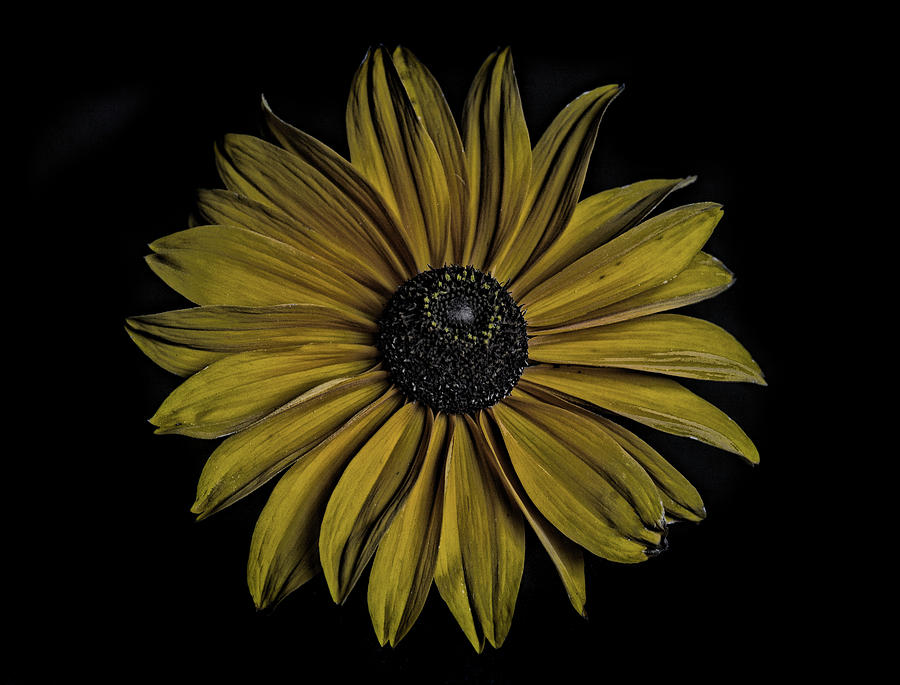 Flower Photograph - Bold Sunflower by Lori Hutchison